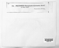 Irpex lacteus image